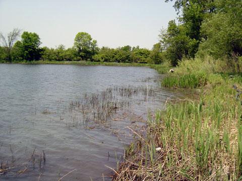 Grosse Ile, Michigan - Shoreline Stabilization - BEFORE